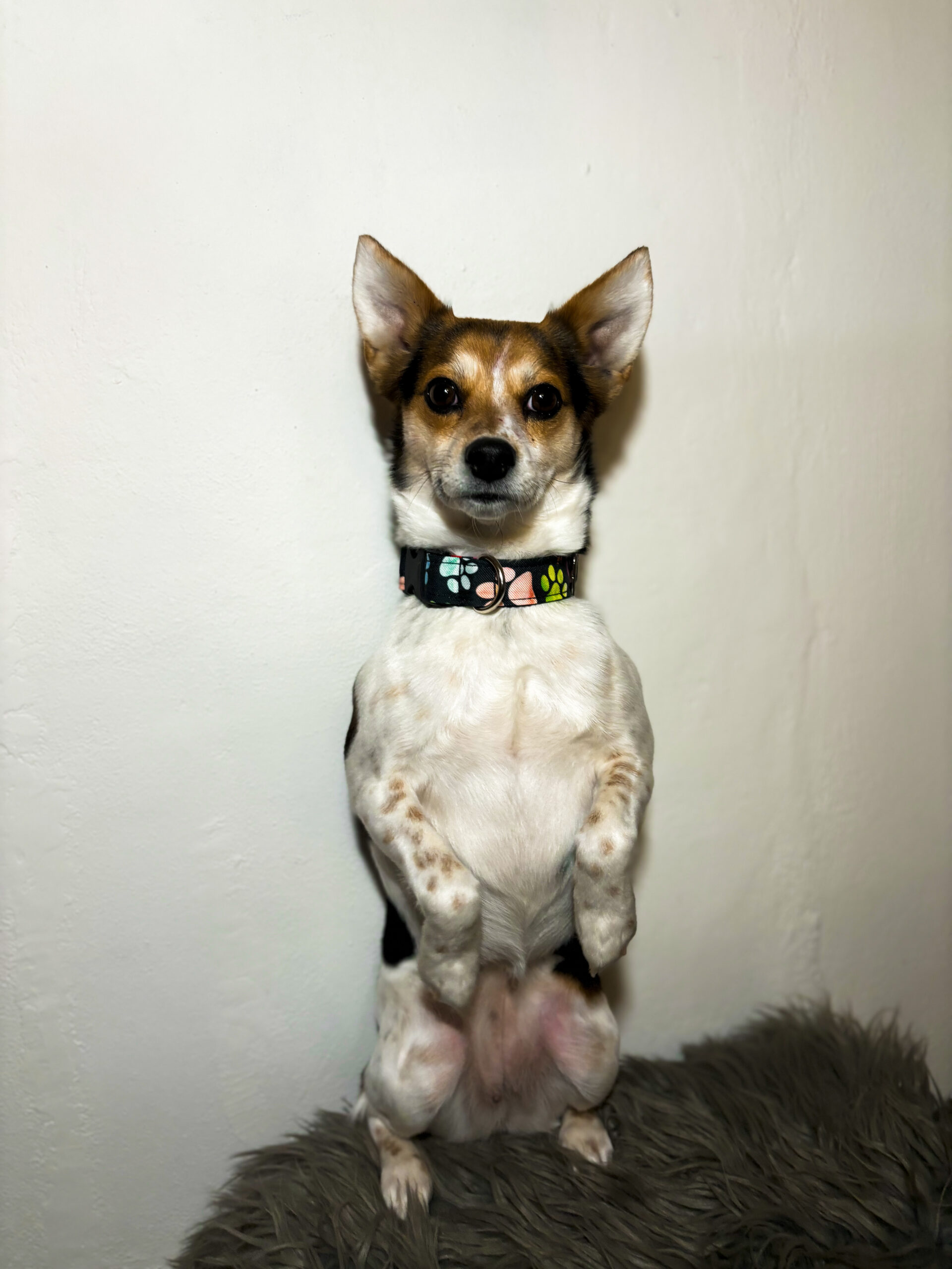 obojek pro psy vzor – duhové tlapky